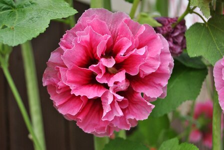 Nature pink korea