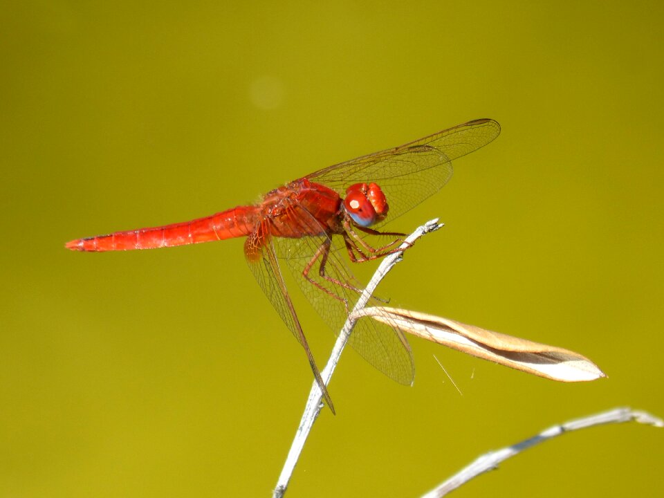 Sympetrum fonscolombii winged insect odonata