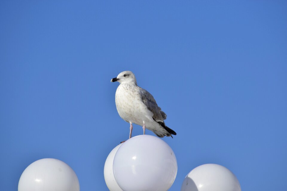 Bird animal seagull