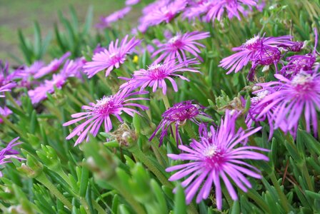 Mauve flower flowers succulent photo