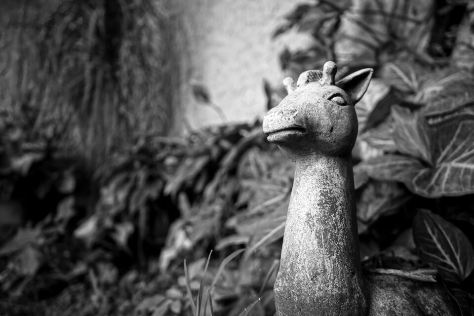 Monochrome garden giraffe