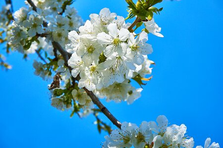 Fruit tree blossom cherry wood photo