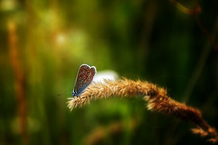 Fauna summer green photo