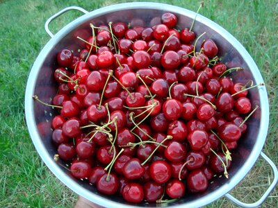 Food healthy red