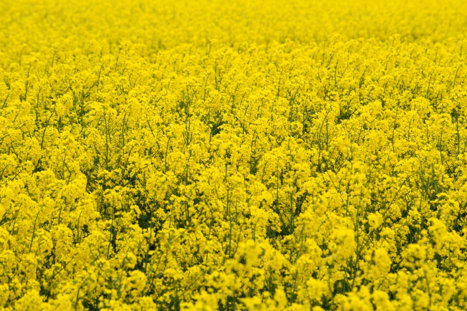 Yellow nature cultivation