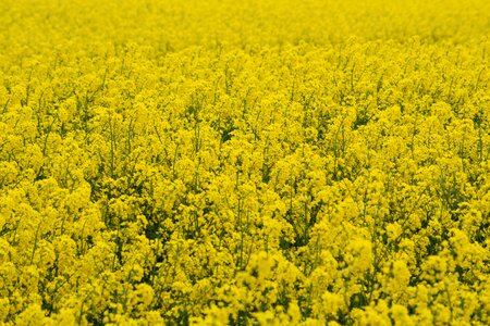 Yellow nature cultivation