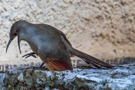 Bird birding nature