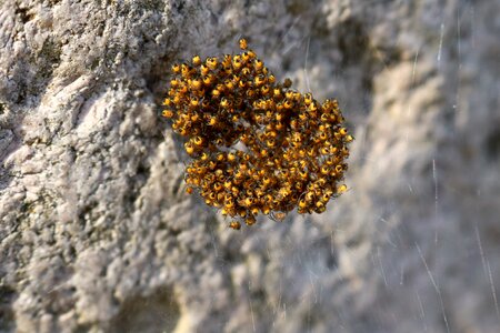 Web arachnids insect photo