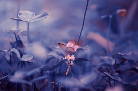 Nature purple clover