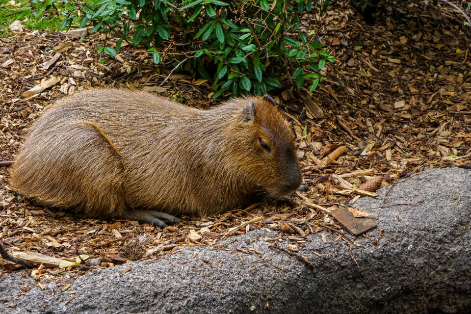 Rodent mammal mara mammal
