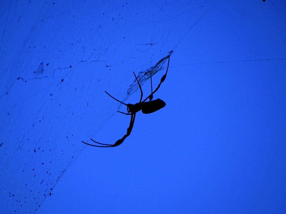 Silhouette insects nature