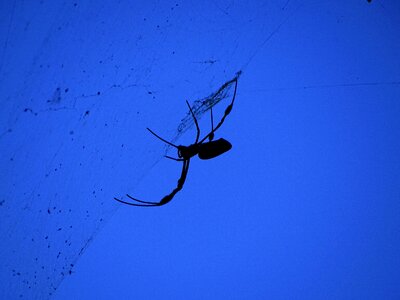 Silhouette insects nature photo