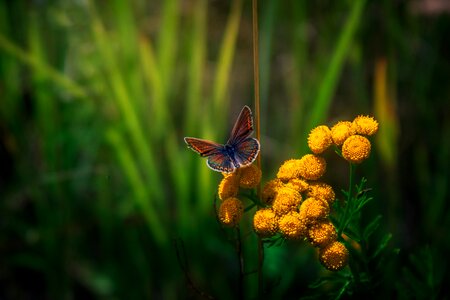 Flower fauna wings