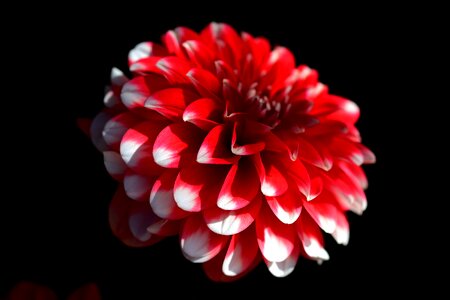 Dahlia red white photo