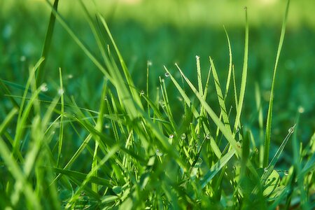 Meadow morgentau close up