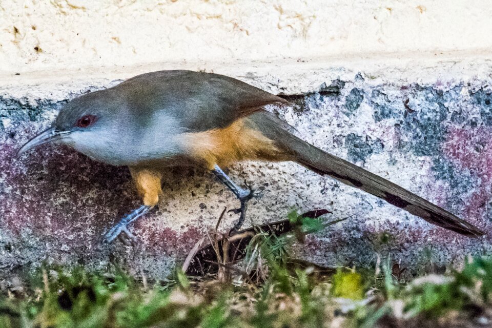 Bird birding nature