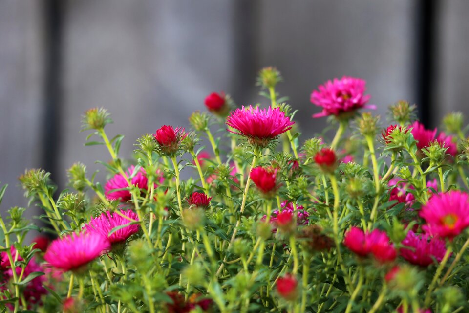 Garden blossom flowers