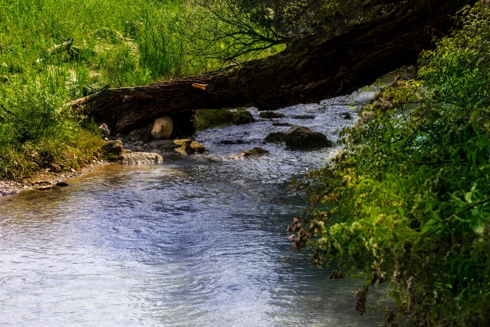 Water landscape forest