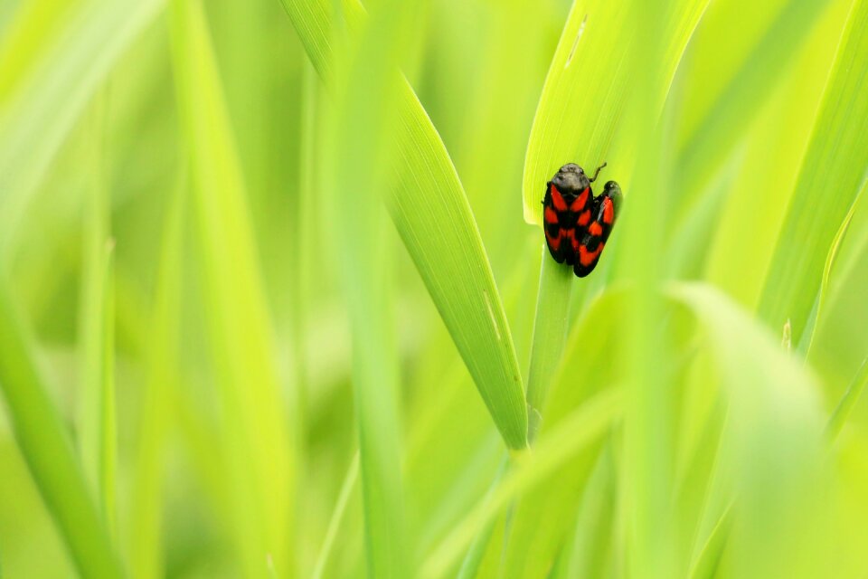 Green meadow spotted
