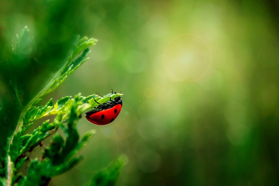 Nature macro spring