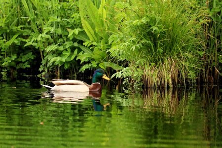 Lake water water bird photo