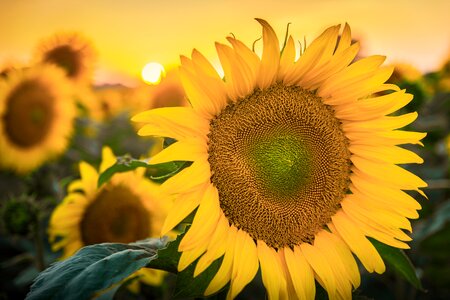 Summer yellow blossom photo