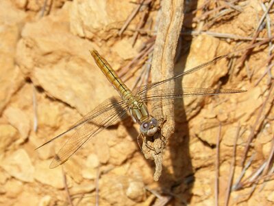 Detail winged insect branch photo