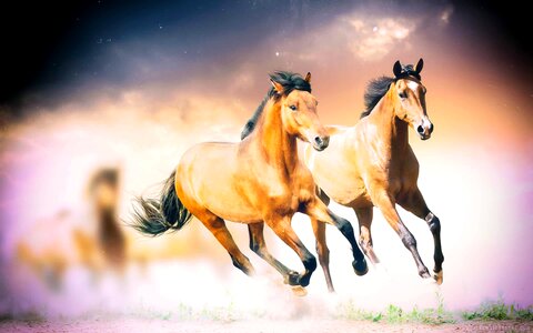 Wild stallion ride