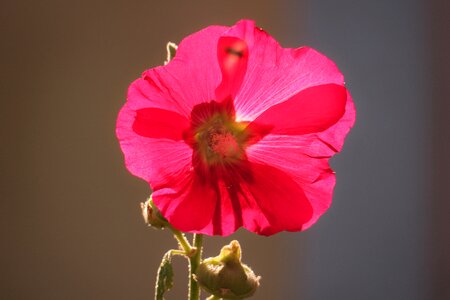 Flower bloom hollyhock flower