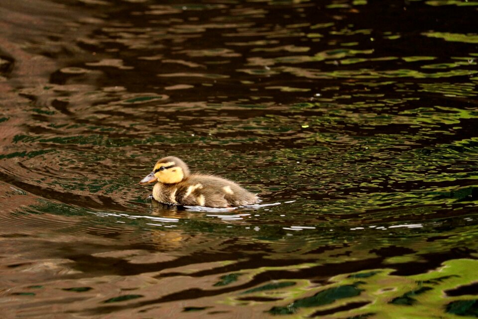 Chicks young animals bird