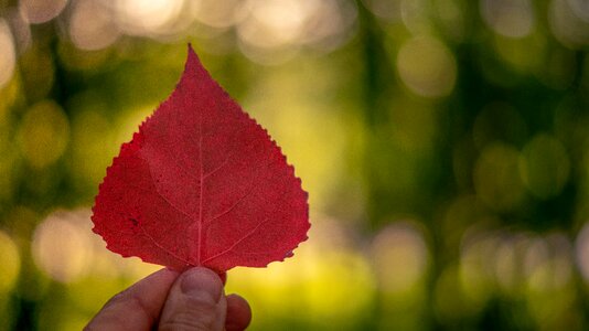 Forest tree autumn leaves photo