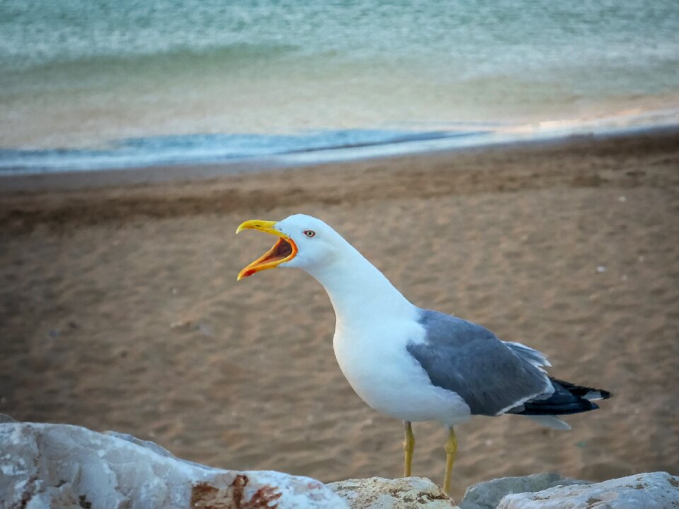 Coast bird sky