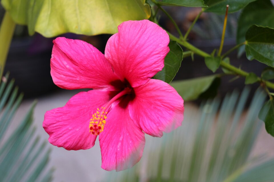 Bloom plant garden