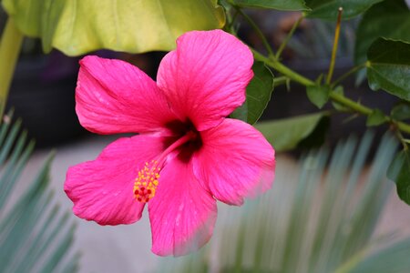 Bloom plant garden photo