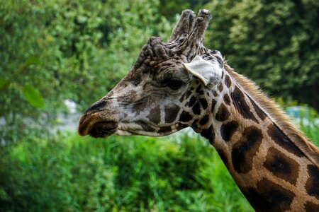 Animal mammal animal world