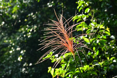 Miscanthus grass plant photo