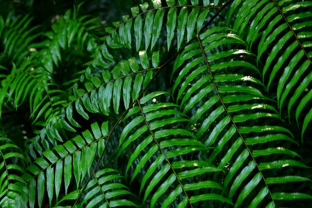 Fern grass plant