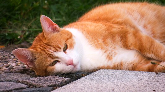 Concerns sleep red head
