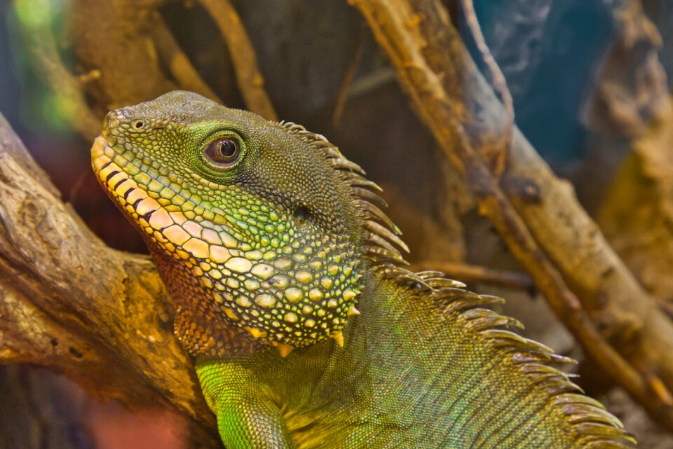 Close up animal world terrarium