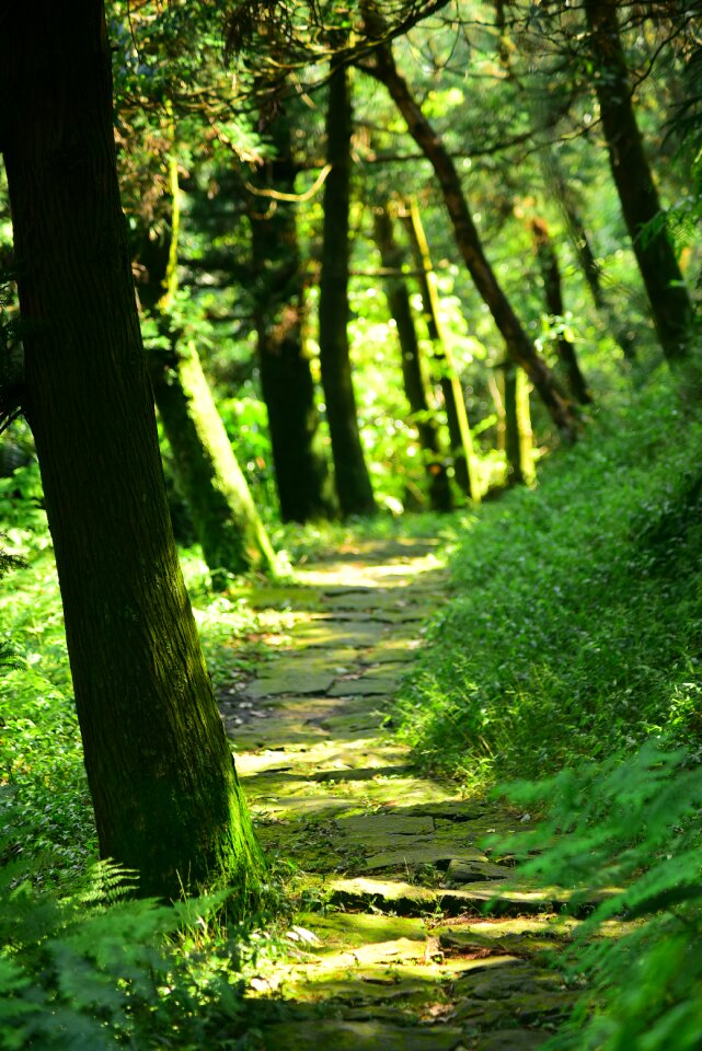 Forest road road mountain road