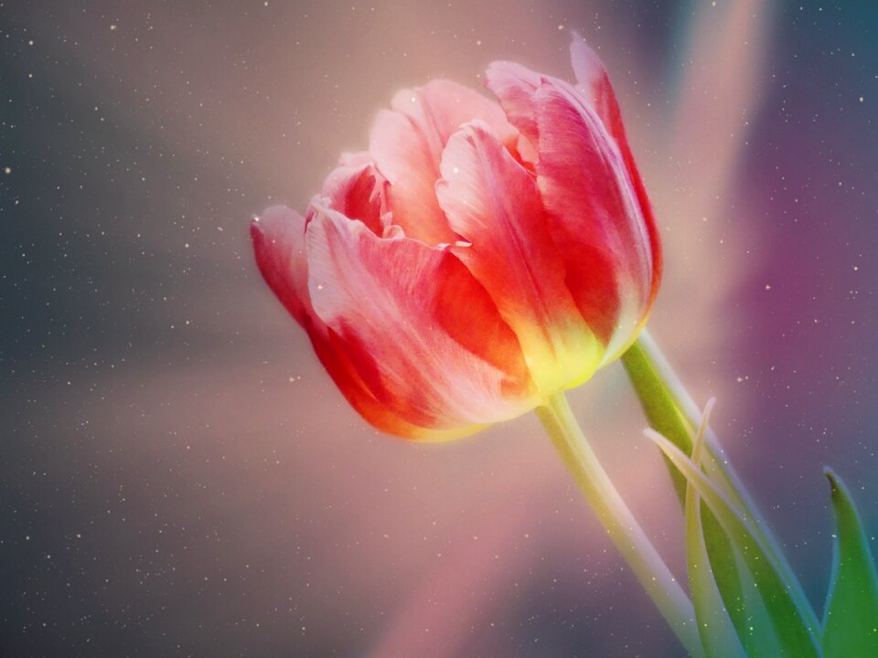 Flower spring petals