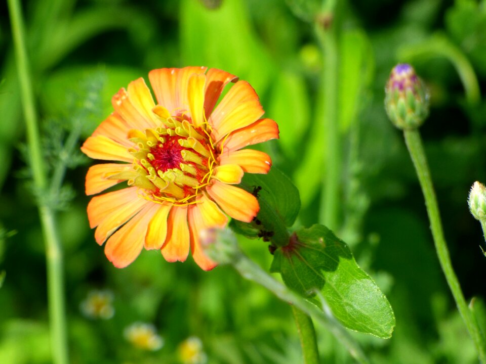 Nature garden flowering