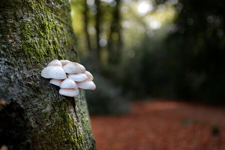 Nature autumn mushrooms