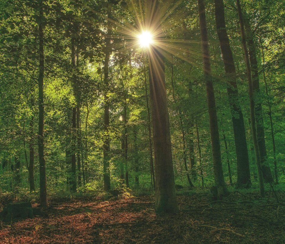 Landscape trees mood