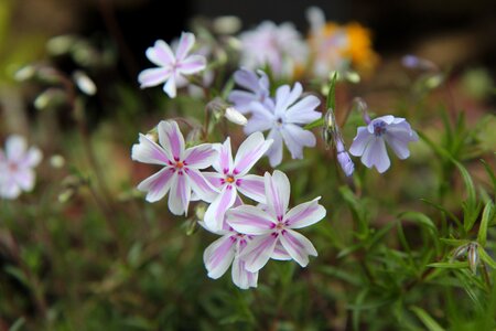 Spring-flowering phlox pink flowers photo