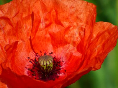 Fields red flowering