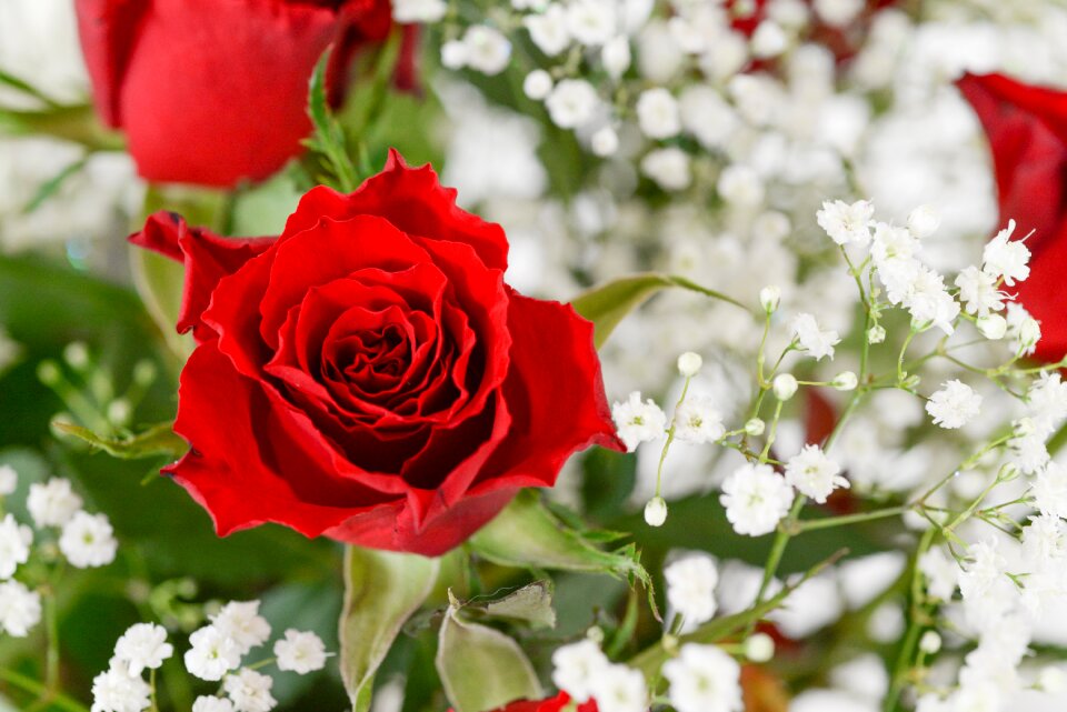Bloom blossom love