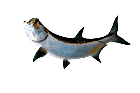 Fishing sea water