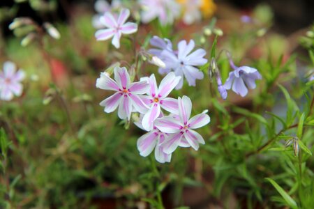 Spring-flowering flowers pink