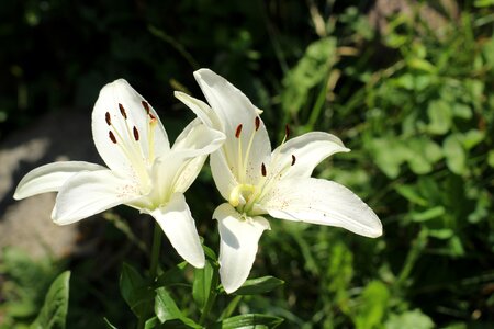 Lily's flourishing ornamental plants plant photo